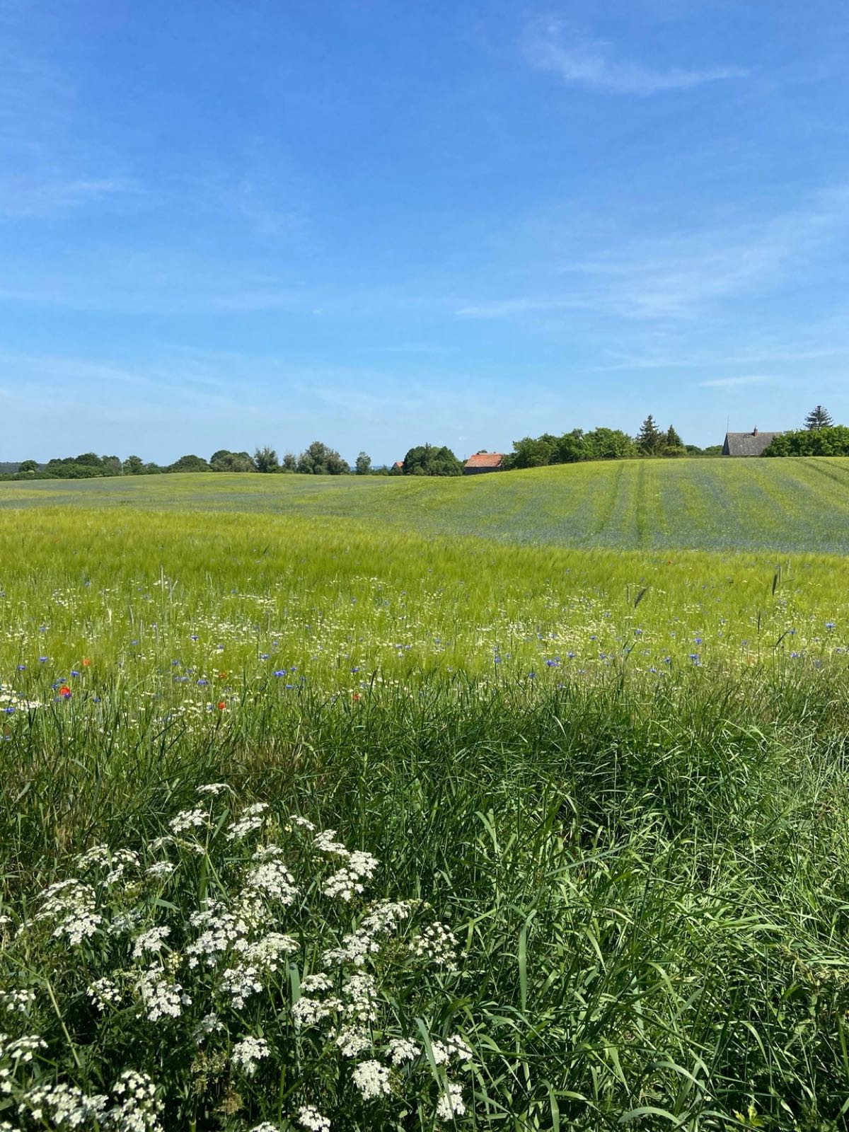 Weite Landschaft mit Wiese und Himmel