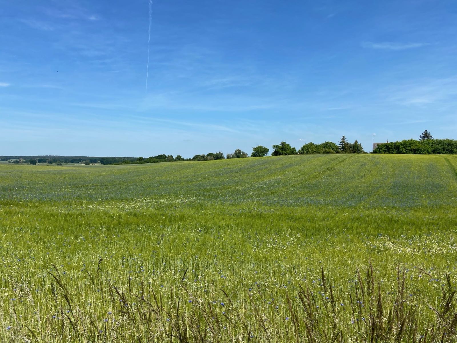 Blühende Wiese am Ferienhaus
