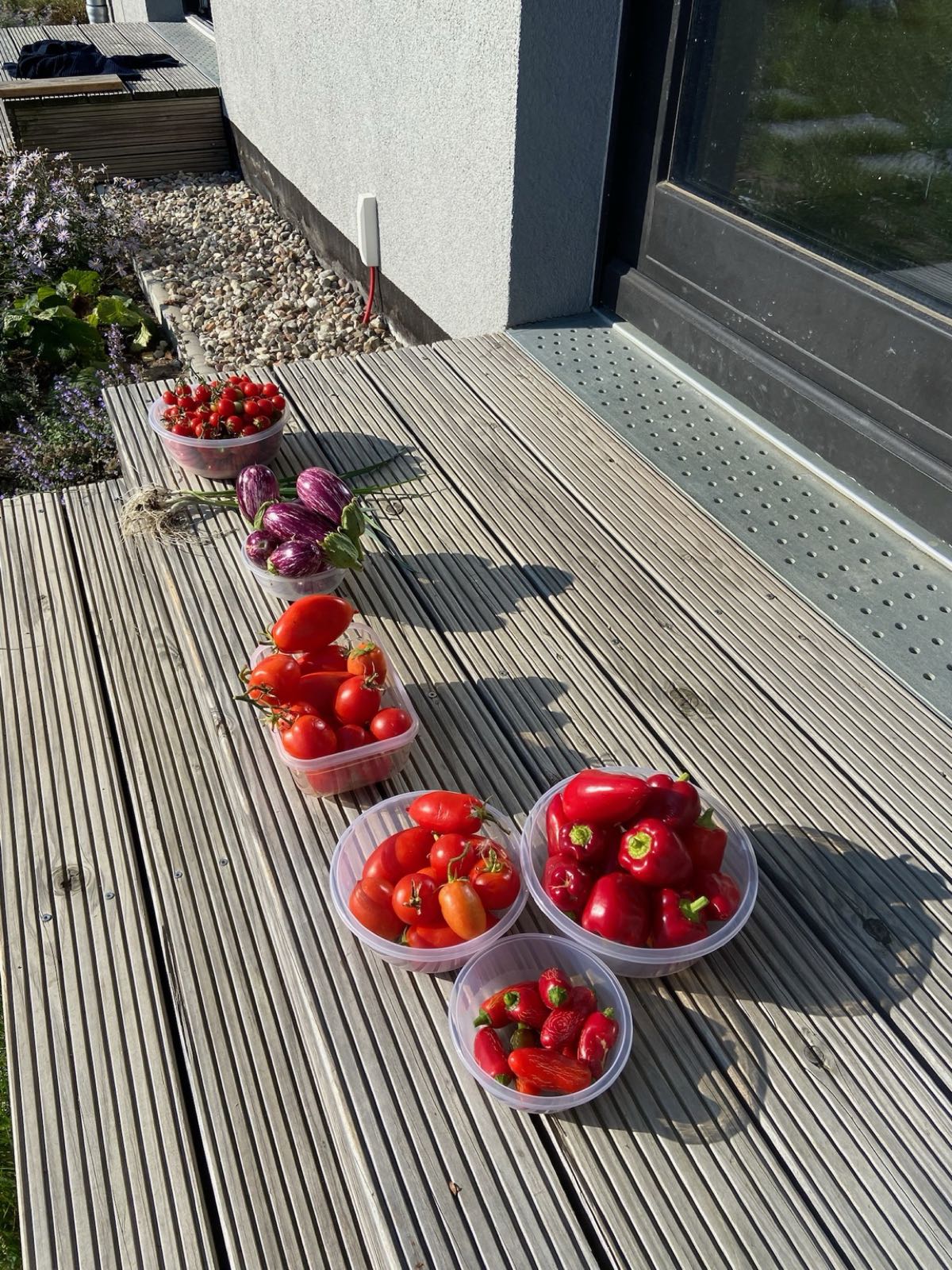 Frisches Gemüse aus dem Garten